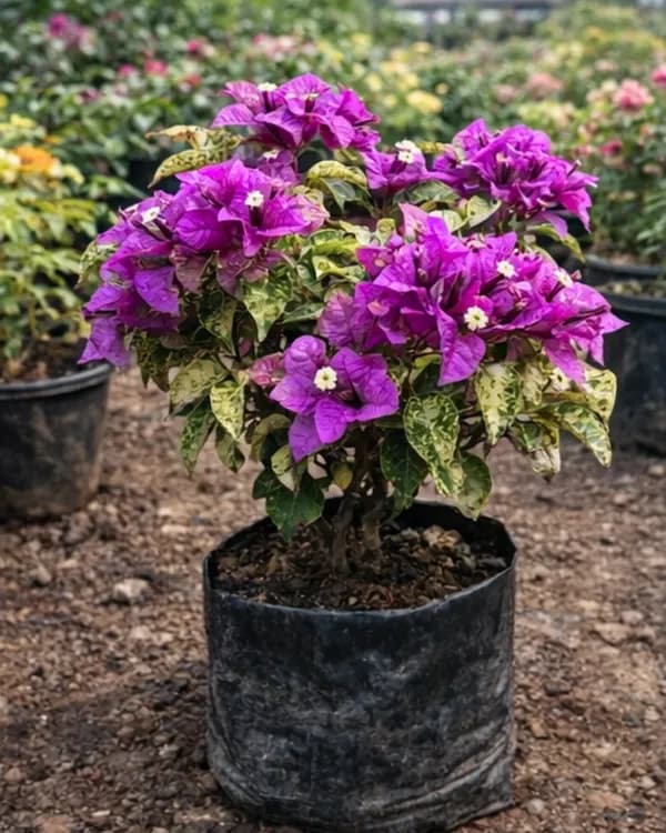 Imported Maria Menando Bougainvillea Plant | Classic Elegant Bloom Variety | Bright Pink Flowers | Heavy Flowering