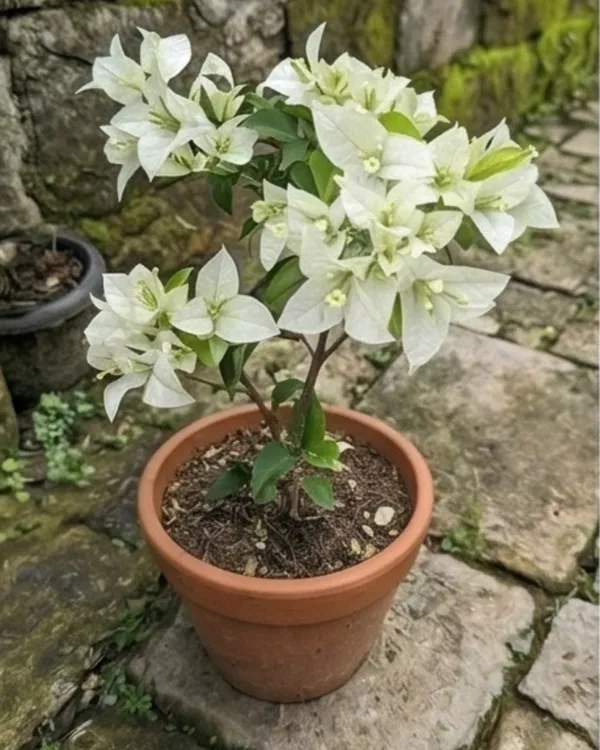 Imported Salju Dewata Bougainvillea Plant | Rare Elegant Bloom Variety | White Pink Tint Flowers