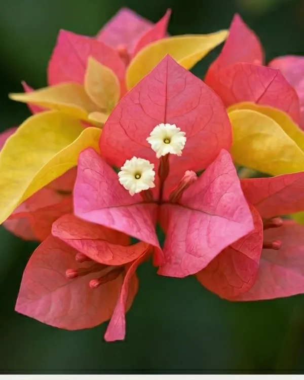 Imported Watermelon Golden Bougainvillea Plant | Rare Golden Multi Tone Variety | Yellow Pink Green Flowers