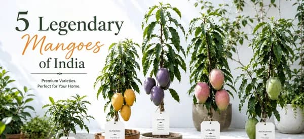 Grafted Miyazaki Mango Live Plant | World's Most Expensive Japanese Mango | Sweet Premium Fruit