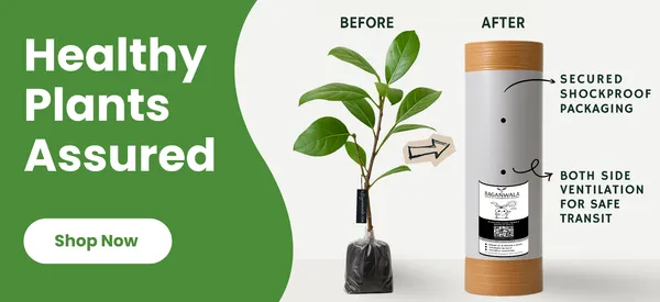 Thai Seedless Guava Grafted Plant | Crispy Sweet Large Size Fruit | Heavy Bearing